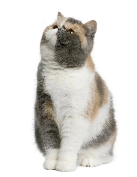 Exotic shorthair cat, 8 months old, sitting in front of white background and looking up — Stock Photo, Image