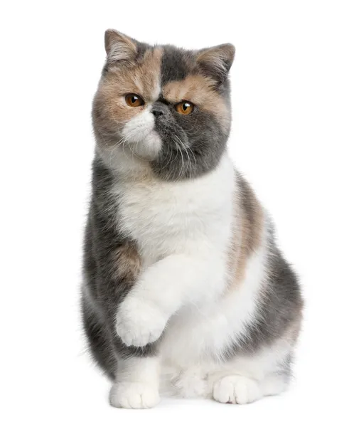 Exotic shorthair cat, 8 months old, sitting in front of white background — Stock Photo, Image
