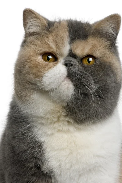 Exotic shorthair cat, 8 months old, in front of white background — Stock Photo, Image