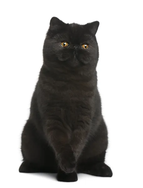 이국적인 shorthair 고양이, 8 개월의 앞에 앉아 흰색 배경 — 스톡 사진