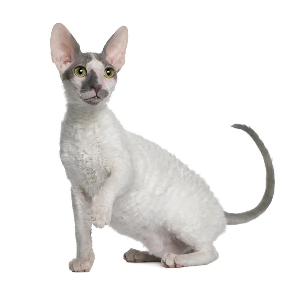 Gattino Rex cornico, 4 mesi, seduto davanti allo sfondo bianco — Foto Stock
