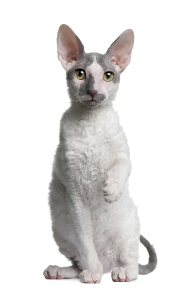 Корнишский котенок рекс, 4 месяца, сидящий перед белым фоном — стоковое фото