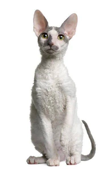 Cornish rex kitten, 4 months old, sitting in front of white background — Stock Photo, Image