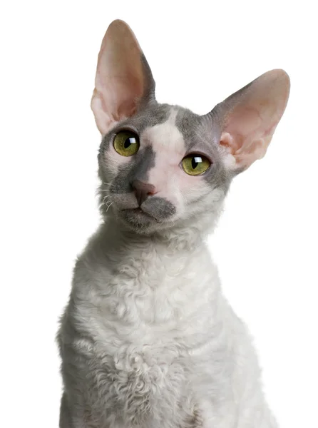 Cornish rex kitten, 4 months old, in front of white background — Stock Photo, Image
