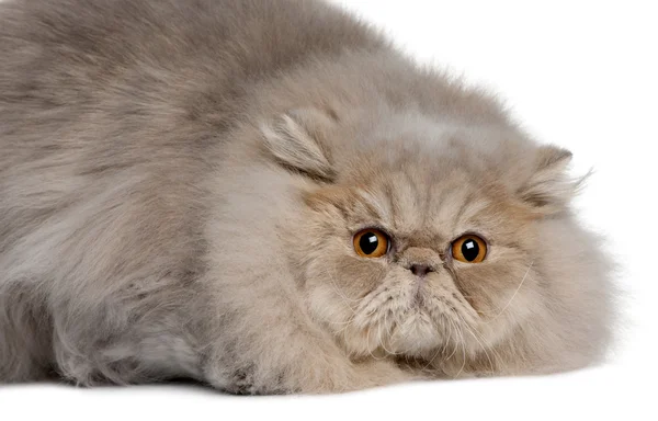 Персидський кіт, 11 місяців, що лежить попереду білий фон — стокове фото
