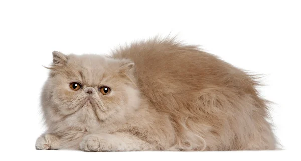 Persian cat, 2 years old, lying in front of white background — Stock Photo, Image