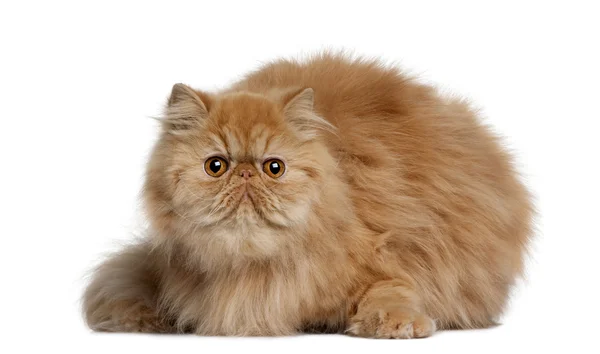 Persian cat, 2 years old, sitting in front of white background — Stock Photo, Image