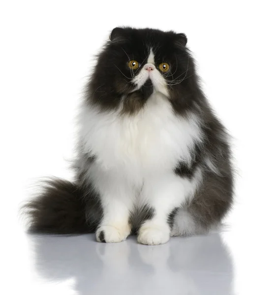 Persian cat, 9 months old, sitting in front of white background — Stock Photo, Image
