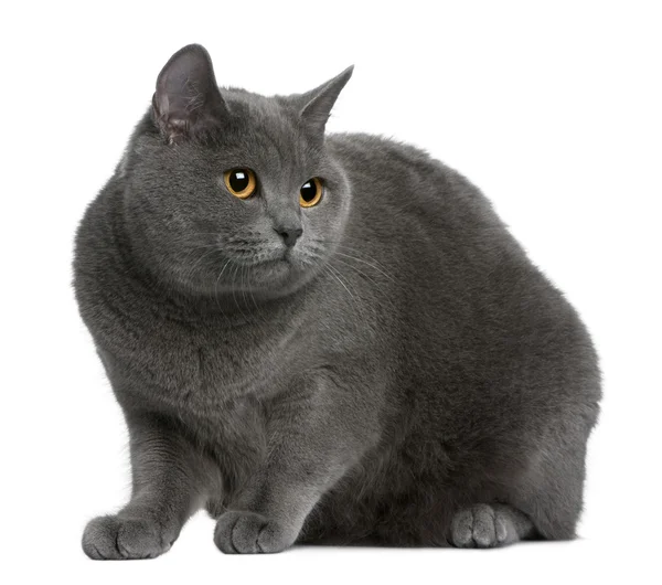 Chartreux cat sitting in front of white background — Stock Photo, Image