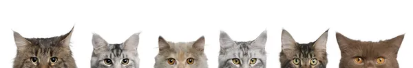 stock image Maine coons, 1 year old, lined up in front of white background