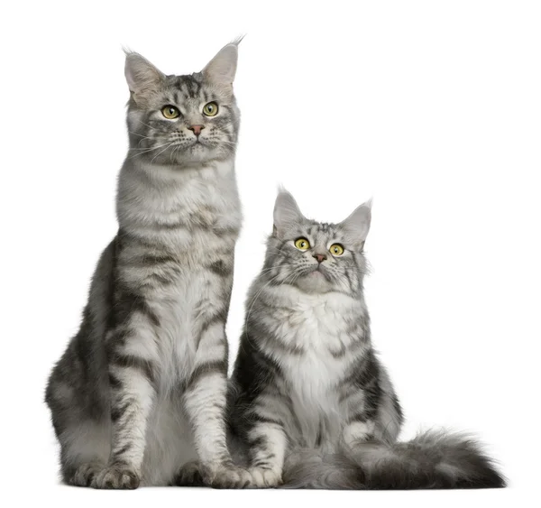 Two Maine coons, 1 year old, sitting in front of white background — Stock Photo, Image