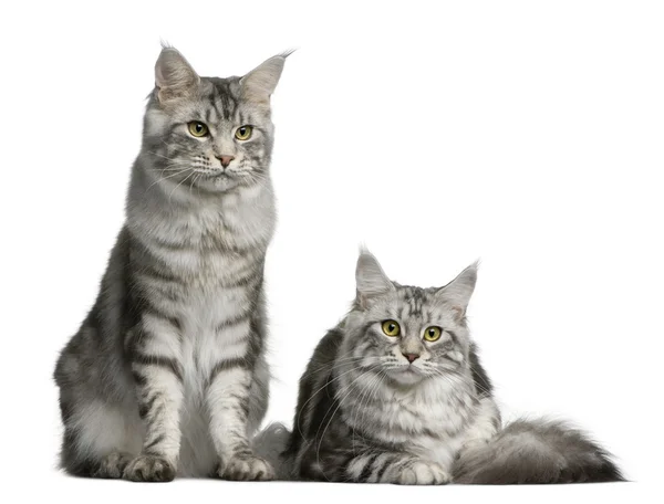 Two Maine coons, 1 year old, sitting in front of white background — Stock Photo, Image