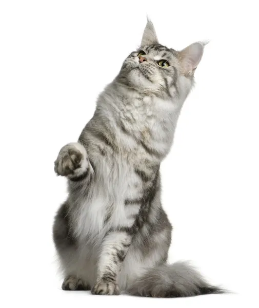 Maine Coon, 1 year old, sitting with one paw up and looking up in front of white background — Stock Photo, Image