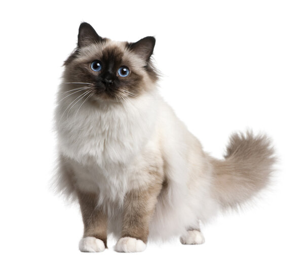 Birman cat, 11 months old, sitting in front of white background