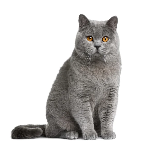 British shorthair cat, 12 months old, sitting in front of white background — Stock Photo, Image