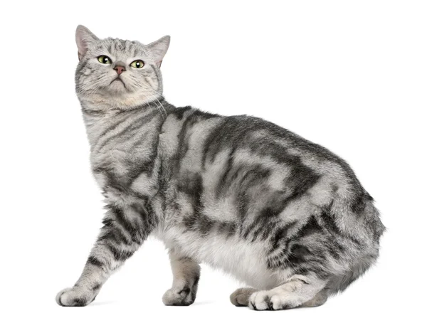 British shorthair cat, 15 months old, in front of white background — Stock Photo, Image