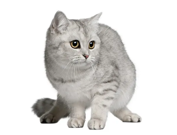 British shorthair cat, 9 months old, standing in front of white background — Stock Photo, Image