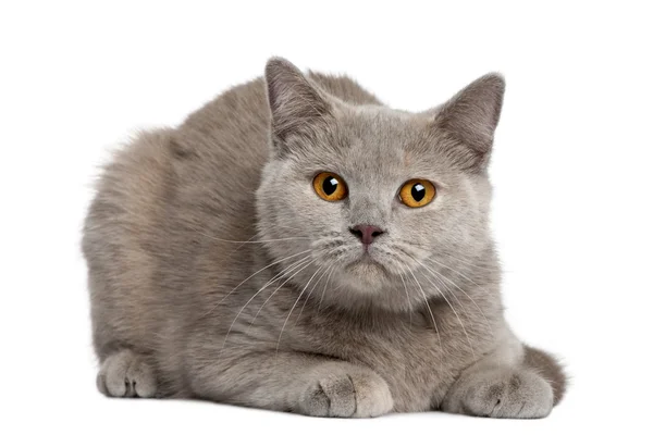 British shorthair cat, 12 mesi, seduta davanti allo sfondo bianco — Foto Stock