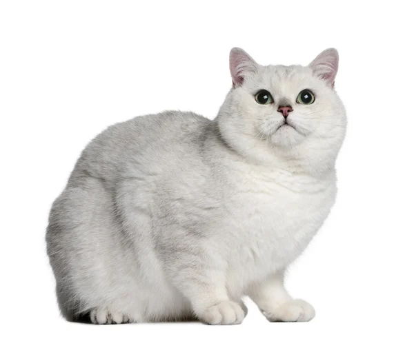 Британская короткошерстная кошка, 2 года, сидящая перед белым фоном — стоковое фото