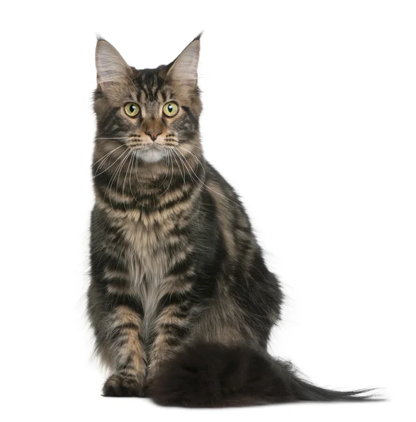 Maine coon, 9 months old, sitting in front of white background — Stock Photo, Image