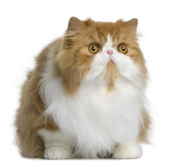 Персидская кошка, 10 месяцев, сидящая перед белым фоном — стоковое фото