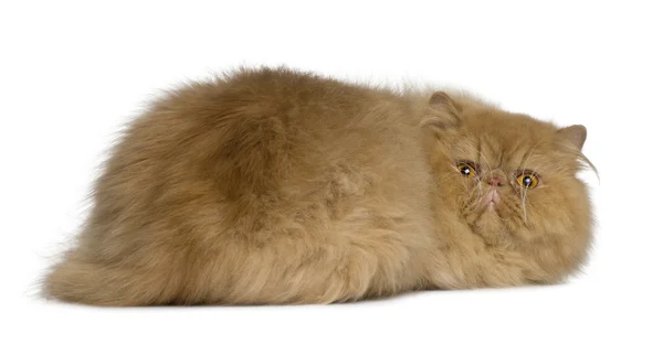 stock image Persian cat, 2 years old, lying in front of white background