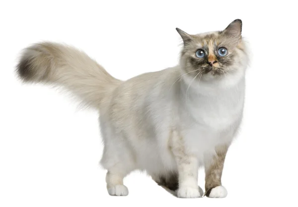 Birman cat, 11 months old, standing in front of white background — Stock Photo, Image