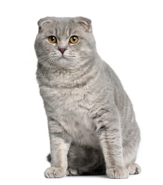 Scottish fold cat, 8 months old, sitting in front of white background — Stock Photo, Image