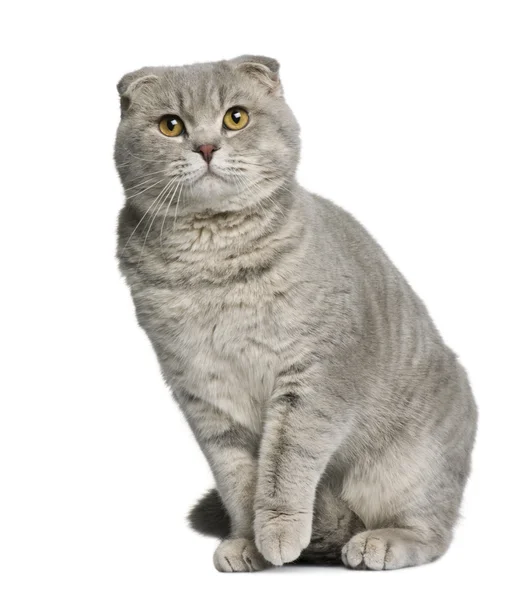 Шотландский сложенный кот, 8 месяцев, сидящий перед белым фоном — стоковое фото