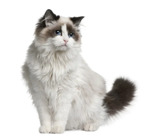 Ragdoll cat, 7 months old, sitting in front of white background — Stock Photo, Image