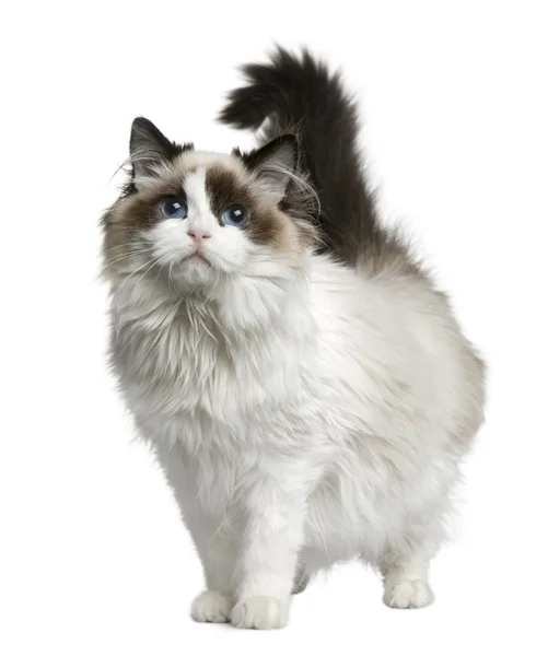 Ragdoll cat, 7 months old, standing in front of white background — Stock Photo, Image