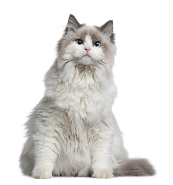 Ragdoll cat, 7 months old, sitting in front of white background — Stock Photo, Image
