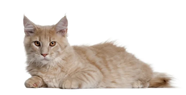 Maine coon kitten, 4 months old, lying in front of white background — Stock Photo, Image