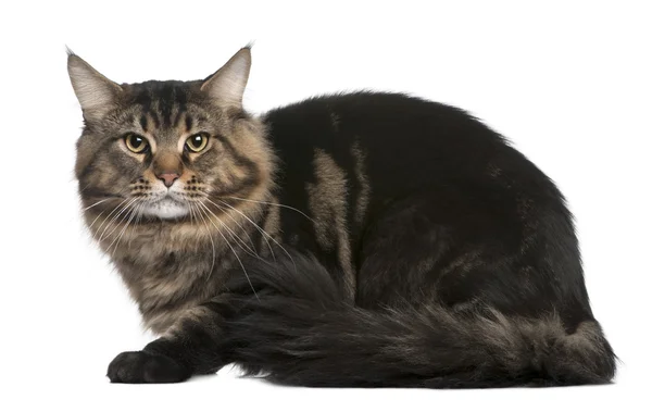 Maine coon, 20 months old, sitting in front of white background — Stock Photo, Image