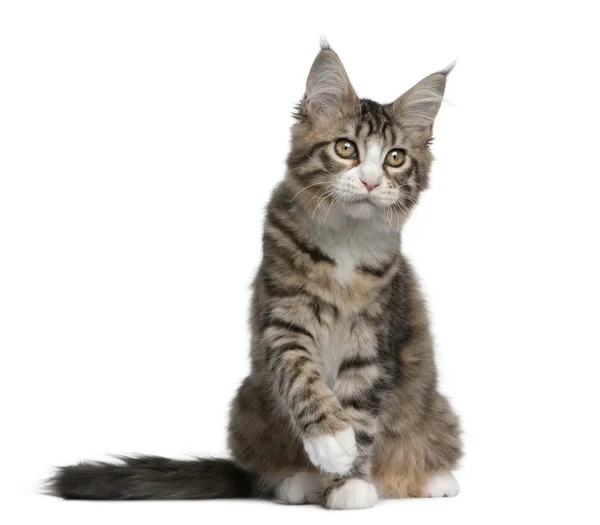 Maine coon kitten, 4 months old, sitting in front of white background — Stock Photo, Image