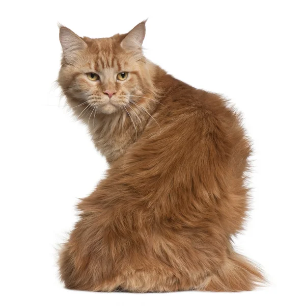 Maine coon, 15 months old, sitting in front of white background — Stock Photo, Image