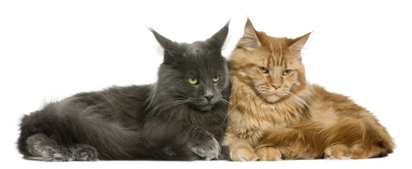 Two Maine coons, 15 months old, sitting in front of white background — Stock Photo, Image