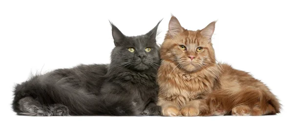 Two Maine coons, 15 months old, sitting in front of white background — Stock Photo, Image