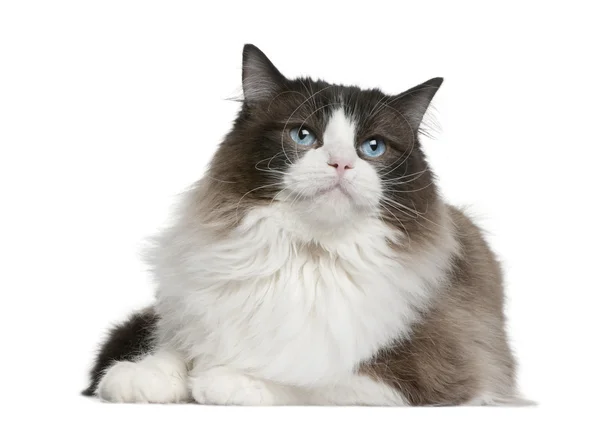 Ragdoll cat sitting in front of white background — Stock Photo, Image