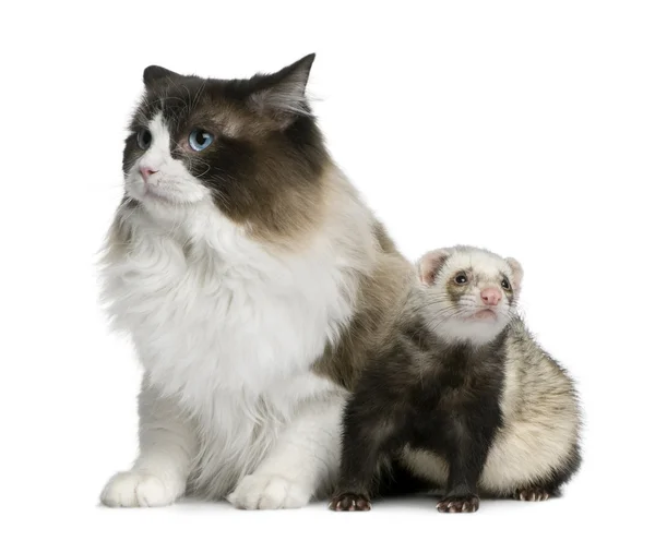 Ragdoll-Katze und Frettchen vor weißem Hintergrund — Stockfoto
