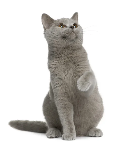 Britská krátkosrstá kočka, 7 měsíců, sedí v přední části bílé pozadí — Stock fotografie