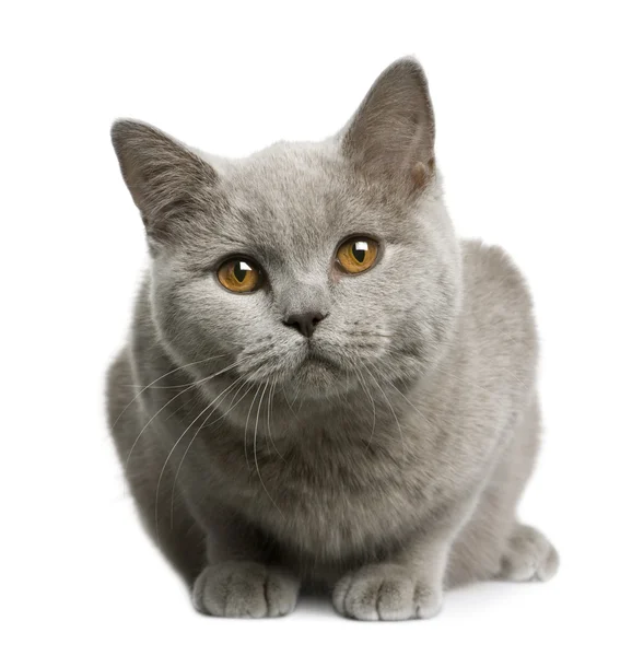 Brits korthaar kat, 7 maanden oud, zitten in de voorkant van witte achtergrond — Stockfoto