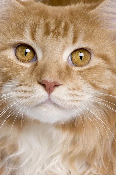 Närbild av maine coon kattunge — Stockfoto