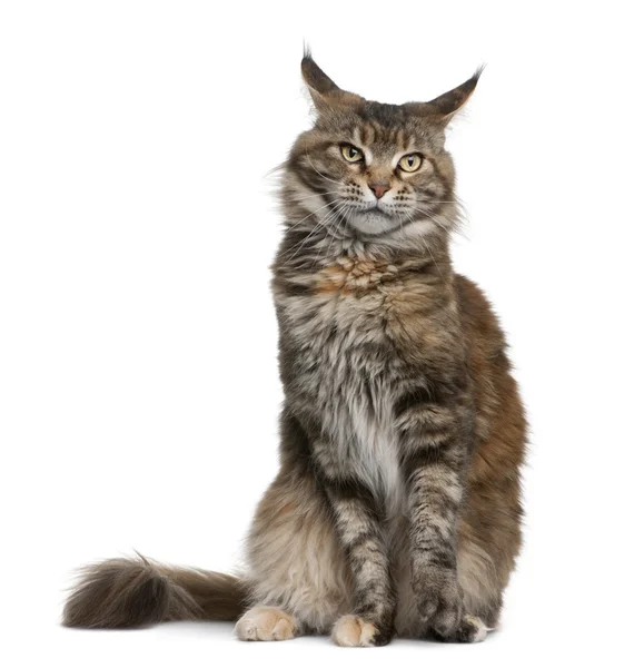 Maine coon cat, 3 years old, sitting in front of white background — Stock Photo, Image