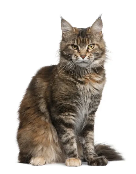 Maine coon cat, 3 years old, sitting in front of white background — Stock Photo, Image