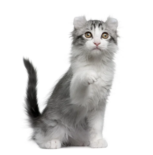 Amerikaanse curl kitten, 11 weken oud, zit op witte achtergrond — Stockfoto