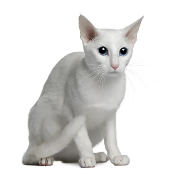 Oriental gato branco estrangeiro, 1 ano de idade, sentado na frente do fundo branco — Fotografia de Stock