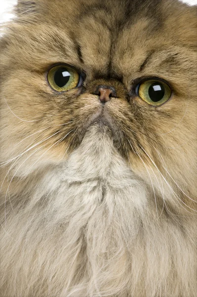 Close-up de gato britânico shorthair, 11 meses de idade — Fotografia de Stock