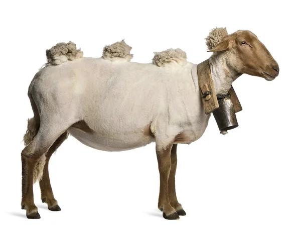 Side view of Mourerou sheep wearing bell in front of white background — Stock Photo, Image