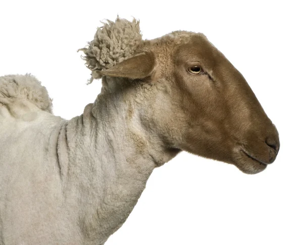 Vue latérale rapprochée du mouton Mourerou portant une cloche devant un fond blanc — Photo